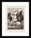 Pelicans by Anonymous