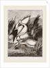 Pelicans by Anonymous