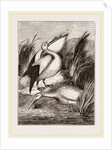 Pelicans by Anonymous