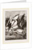 Pelicans by Anonymous
