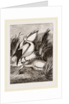 Pelicans by Anonymous
