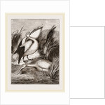 Pelicans by Anonymous