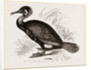 Cormorant by Anonymous