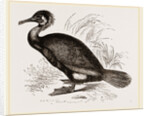 Cormorant by Anonymous