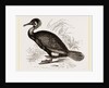 Cormorant by Anonymous
