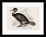 Cormorant by Anonymous