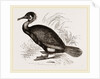 Cormorant by Anonymous