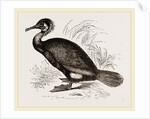 Cormorant by Anonymous