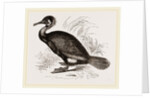 Cormorant by Anonymous