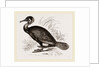 Cormorant by Anonymous