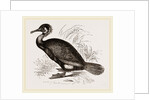 Cormorant by Anonymous