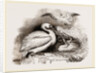 Pelican and Young by Anonymous