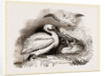 Pelican and Young by Anonymous