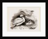 Pelican and Young by Anonymous
