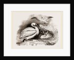 Pelican and Young by Anonymous