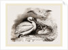 Pelican and Young by Anonymous