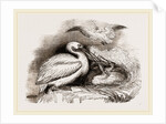 Pelican and Young by Anonymous