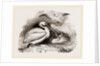 Pelican and Young by Anonymous