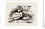 Pelican and Young by Anonymous