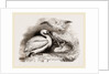 Pelican and Young by Anonymous