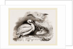 Pelican and Young by Anonymous
