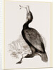 Crested Cormorant by Anonymous