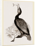 Crested Cormorant by Anonymous