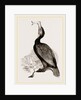Crested Cormorant by Anonymous