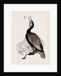 Crested Cormorant by Anonymous