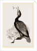 Crested Cormorant by Anonymous
