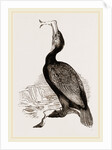 Crested Cormorant by Anonymous