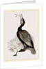 Crested Cormorant by Anonymous