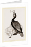 Crested Cormorant by Anonymous