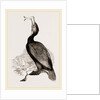 Crested Cormorant by Anonymous
