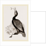 Crested Cormorant by Anonymous