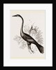 American Darter Female by Anonymous