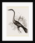 American Darter Female by Anonymous