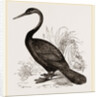 Le Valliant's Darter by Anonymous