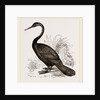 Le Valliant's Darter by Anonymous