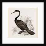 Le Valliant's Darter by Anonymous