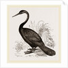 Le Valliant's Darter by Anonymous