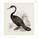 Le Valliant's Darter by Anonymous