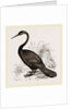Le Valliant's Darter by Anonymous
