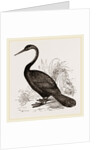 Le Valliant's Darter by Anonymous