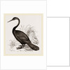 Le Valliant's Darter by Anonymous