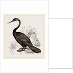Le Valliant's Darter by Anonymous