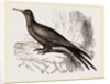 Frigate or Man-of-war Bird by Anonymous