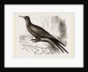 Frigate or Man-of-war Bird by Anonymous