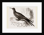 Frigate or Man-of-war Bird by Anonymous