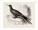 Frigate or Man-of-war Bird by Anonymous